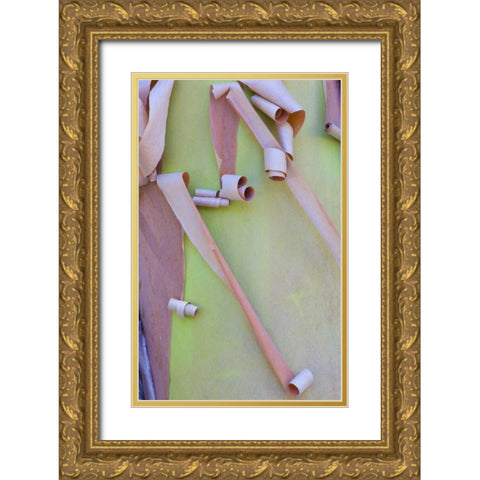 Washington, Port Townsend Madrone tree bark Gold Ornate Wood Framed Art Print with Double Matting by Delisle, Gilles