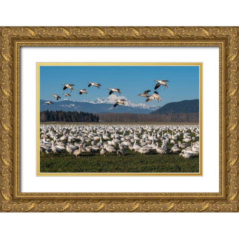 Washington State-Skagit Valley Lesser snow geese flock  Gold Ornate Wood Framed Art Print with Double Matting by Jaynes Gallery