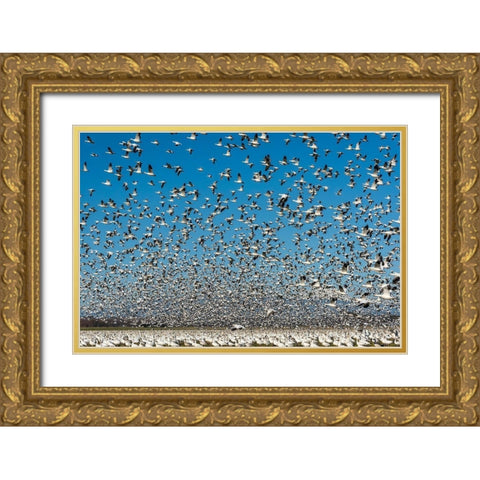 Washington State-Skagit Valley Lesser snow geese flock takeoff  Gold Ornate Wood Framed Art Print with Double Matting by Jaynes Gallery