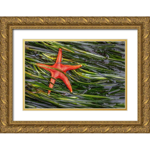 Washington State-Salt Creek Recreation Area Blood star and wet eelgrass Gold Ornate Wood Framed Art Print with Double Matting by Jaynes Gallery