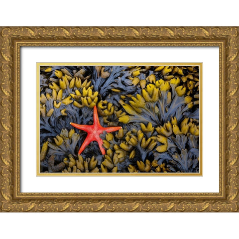 Washington State-Salt Creek Recreation Area Blood star and wet rockweed Gold Ornate Wood Framed Art Print with Double Matting by Jaynes Gallery