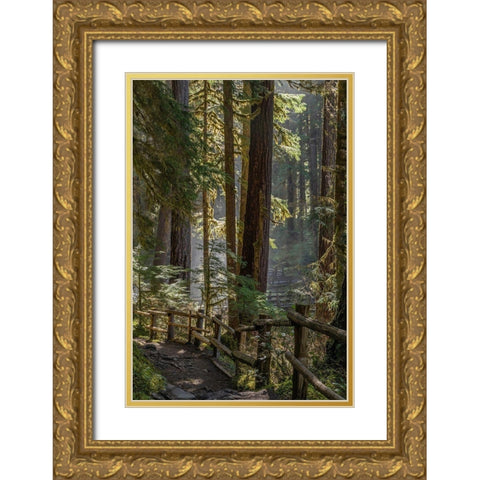 Washington State-Olympic National Park Walkway past trees and creek Gold Ornate Wood Framed Art Print with Double Matting by Jaynes Gallery