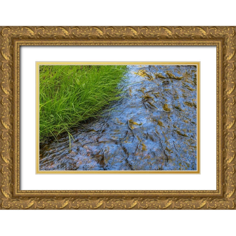 Washington State-Seabeck Grass alongside stream in Guillemot Cove Nature Preserve Gold Ornate Wood Framed Art Print with Double Matting by Jaynes Gallery