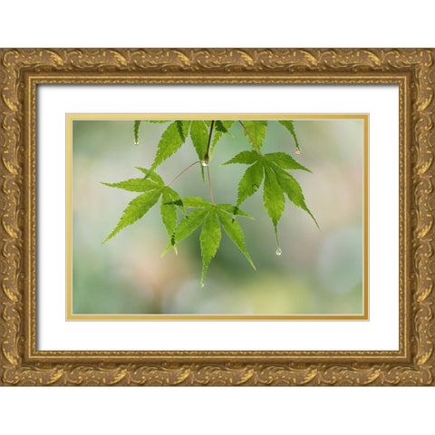 Washington-Seabeck Raindrops on Japanese maple leaves  Gold Ornate Wood Framed Art Print with Double Matting by Jaynes Gallery