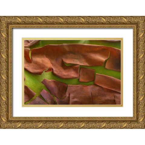 Washington-Seabeck Peeling madrone tree bark  Gold Ornate Wood Framed Art Print with Double Matting by Jaynes Gallery