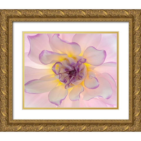 Washington-Seabeck Glowing dahlia flower close-up  Gold Ornate Wood Framed Art Print with Double Matting by Jaynes Gallery