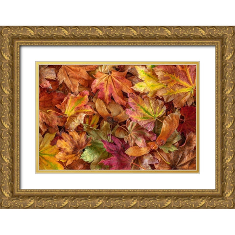 Washington State-Seabeck Fallen vine maple leaves and seed heads  Gold Ornate Wood Framed Art Print with Double Matting by Jaynes Gallery