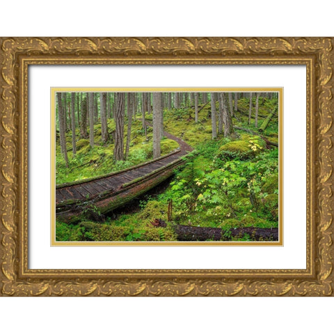 Washington State-Olympic National Forest Panoramic of Lower Dungeness Trail in forest  Gold Ornate Wood Framed Art Print with Double Matting by Jaynes Gallery