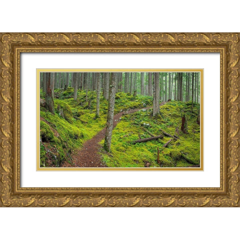 Washington State-Olympic National Forest Panoramic of Lower Dungeness Trail in forest  Gold Ornate Wood Framed Art Print with Double Matting by Jaynes Gallery