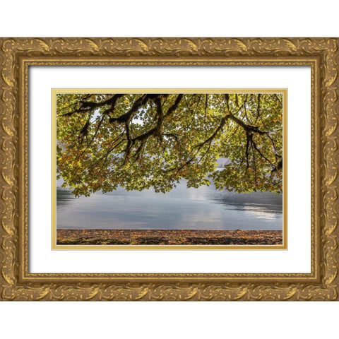 Washington State-Olympic National Park Bigleaf maple tree and lake  Gold Ornate Wood Framed Art Print with Double Matting by Jaynes Gallery