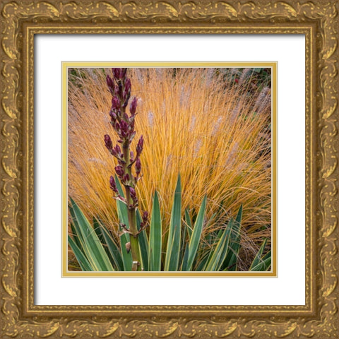 Yucca and Ornamental Grass in Fall-Washington-Lemolo  Gold Ornate Wood Framed Art Print with Double Matting by Jaynes Gallery