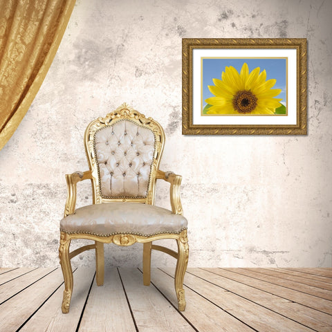 Sunny Sunflower  Gold Ornate Wood Framed Art Print with Double Matting by Jaynes Gallery
