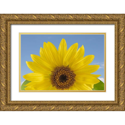 Sunny Sunflower  Gold Ornate Wood Framed Art Print with Double Matting by Jaynes Gallery