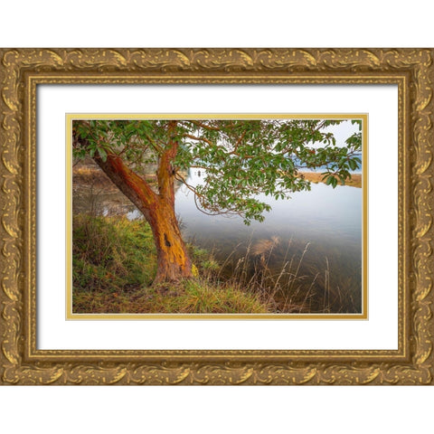 Washington State-Holly Madrone tree next to Hood Canal  Gold Ornate Wood Framed Art Print with Double Matting by Jaynes Gallery