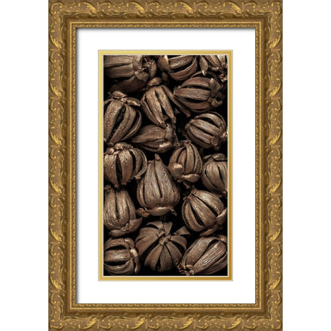 Washington State-Seabeck Hawaiian autograph tree seedpods  Gold Ornate Wood Framed Art Print with Double Matting by Jaynes Gallery