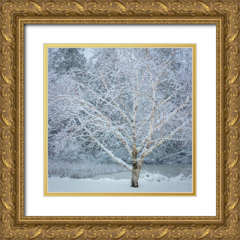 Washington State-Seabeck Snow-covered birch tree  Gold Ornate Wood Framed Art Print with Double Matting by Jaynes Gallery