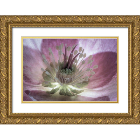 Washington State-Seabeck Hellebore blossom close-up  Gold Ornate Wood Framed Art Print with Double Matting by Jaynes Gallery