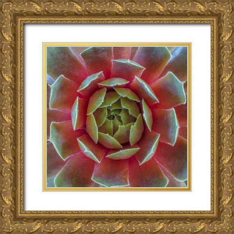 Washington State-Seabeck Close-up of sempervivum ruby heart plant Gold Ornate Wood Framed Art Print with Double Matting by Jaynes Gallery