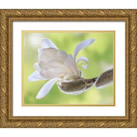 Washington State-Seabeck Close-up of tulip magnolia blossom emerging from bud Gold Ornate Wood Framed Art Print with Double Matting by Jaynes Gallery