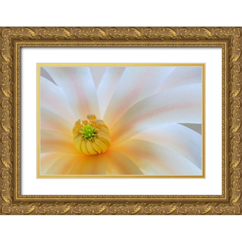 Washington State-Seabeck Close-up of tulip magnolia blossom Gold Ornate Wood Framed Art Print with Double Matting by Jaynes Gallery