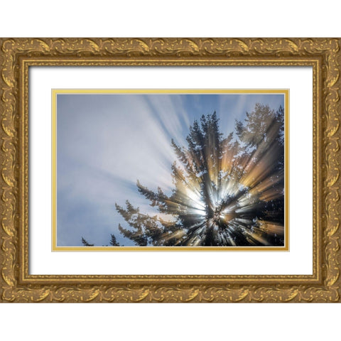 Washington State-Seabeck Morning sunburst in tree Gold Ornate Wood Framed Art Print with Double Matting by Jaynes Gallery