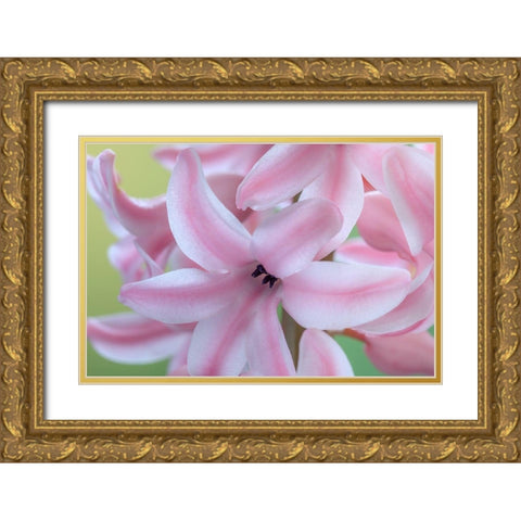 Washington State-Seabeck Detail of hyacinth blossoms Gold Ornate Wood Framed Art Print with Double Matting by Jaynes Gallery