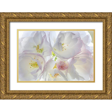 Washington State-Seabeck Flowering cherry blossoms Gold Ornate Wood Framed Art Print with Double Matting by Jaynes Gallery