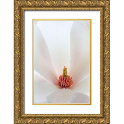 Washington State-Seabeck Close-up of tulip magnolia blossom Gold Ornate Wood Framed Art Print with Double Matting by Jaynes Gallery