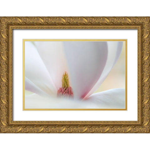 Washington State-Seabeck Close-up of tulip magnolia blossom Gold Ornate Wood Framed Art Print with Double Matting by Jaynes Gallery