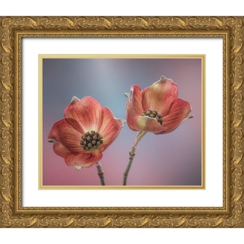 Washington State-Seabeck Close-up of dogwood blossoms Gold Ornate Wood Framed Art Print with Double Matting by Jaynes Gallery