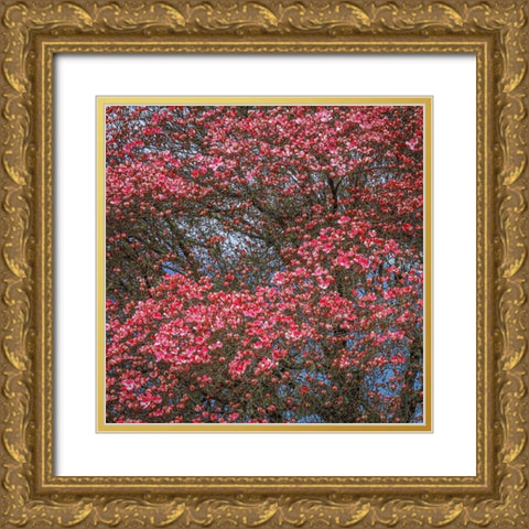 Washington State Pink dogwood tree in bloom Gold Ornate Wood Framed Art Print with Double Matting by Jaynes Gallery