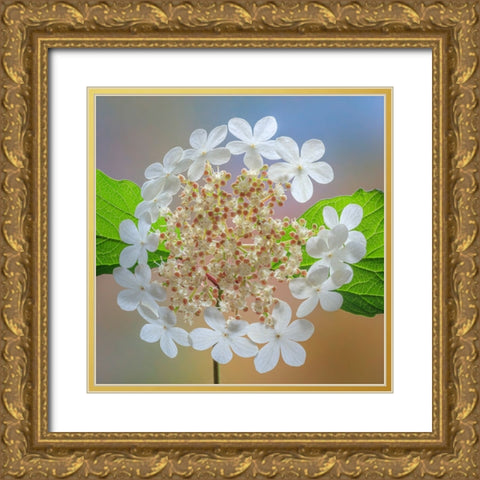 USA-Washington State-Silverdale Highbush cranberry viburnum flowers close-up Gold Ornate Wood Framed Art Print with Double Matting by Jaynes Gallery