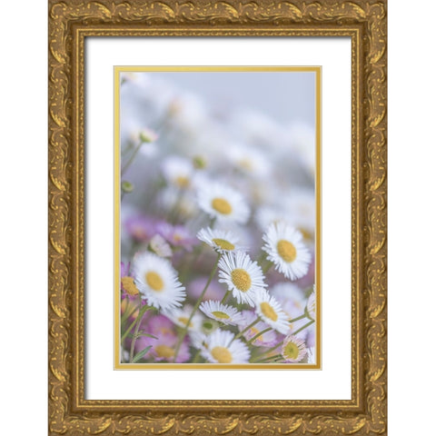 USA-Washington State-Seabeck Santa Barbara daisies Gold Ornate Wood Framed Art Print with Double Matting by Jaynes Gallery