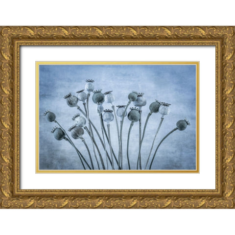 USA-Washington State-Seabeck Poppies gone to seed Gold Ornate Wood Framed Art Print with Double Matting by Jaynes Gallery