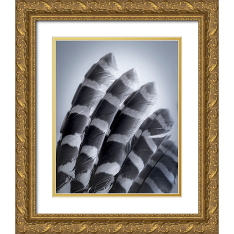 USA-Washington State-Seabeck Raptor wing feathers reflecting in mirror Gold Ornate Wood Framed Art Print with Double Matting by Jaynes Gallery