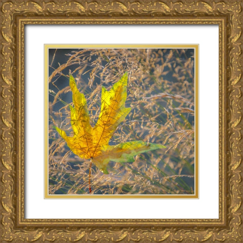 USA-Washington State-Seabeck Autumn bigleaf maple leaf caught in grasses Gold Ornate Wood Framed Art Print with Double Matting by Jaynes Gallery