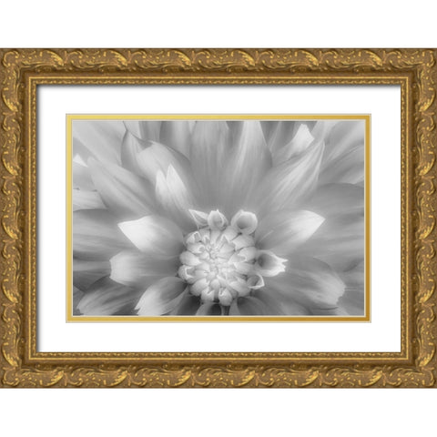 USA-Washington State-Seabeck Dahlia close-up in black and white Gold Ornate Wood Framed Art Print with Double Matting by Jaynes Gallery