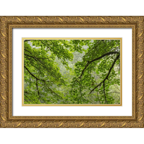 USA-Washington State-Seabeck Bigleaf maple trees in Anderson Landing County Park Gold Ornate Wood Framed Art Print with Double Matting by Jaynes Gallery