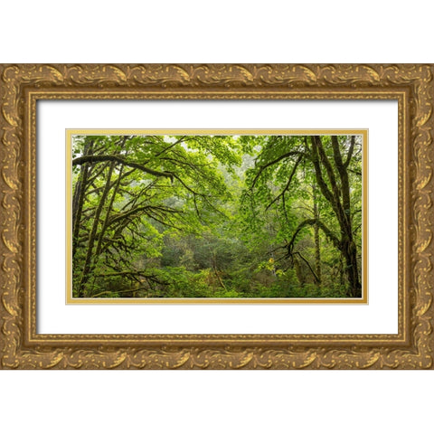 USA-Washington State-Seabeck Bigleaf maple trees in Anderson Landing County Park Gold Ornate Wood Framed Art Print with Double Matting by Jaynes Gallery