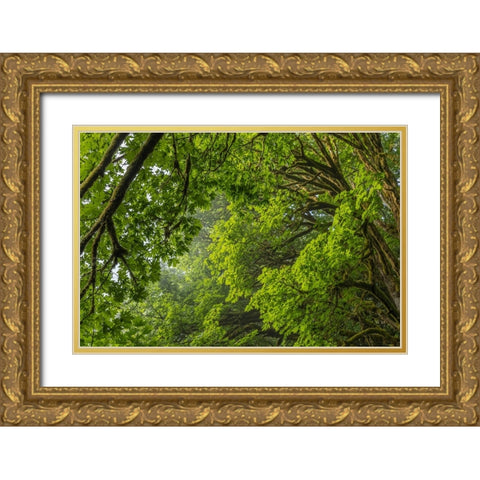 USA-Washington State-Seabeck Bigleaf maple trees in Anderson Landing County Park Gold Ornate Wood Framed Art Print with Double Matting by Jaynes Gallery