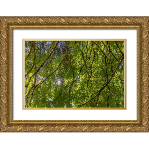 USA-Washington State-Seabeck Bigleaf maple trees in Anderson Landing County Park Gold Ornate Wood Framed Art Print with Double Matting by Jaynes Gallery