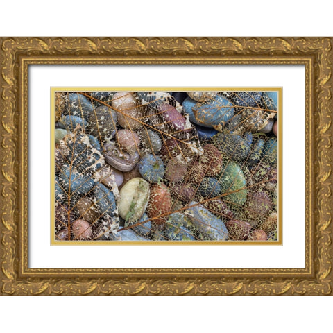USA-Washington State-Seabeck Skeletonized leaf on beach rocks Gold Ornate Wood Framed Art Print with Double Matting by Jaynes Gallery