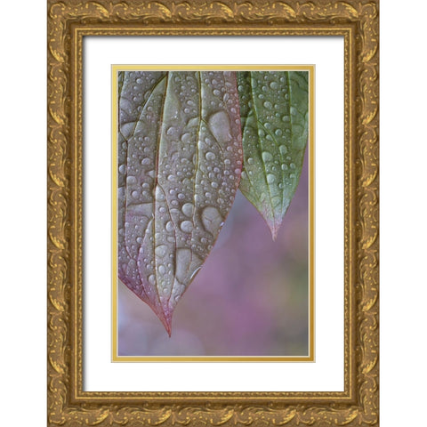 USA-Washington State-Seabeck Raindrops on peony leaves Gold Ornate Wood Framed Art Print with Double Matting by Jaynes Gallery