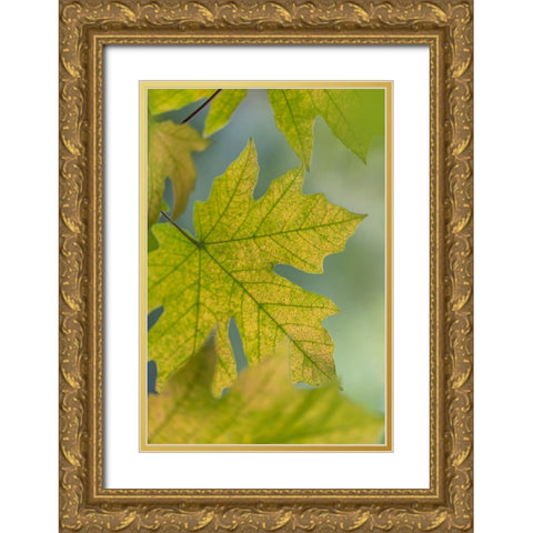 USA-Washington State-Seabeck Bigleaf maple leaves close-up in autumn Gold Ornate Wood Framed Art Print with Double Matting by Jaynes Gallery