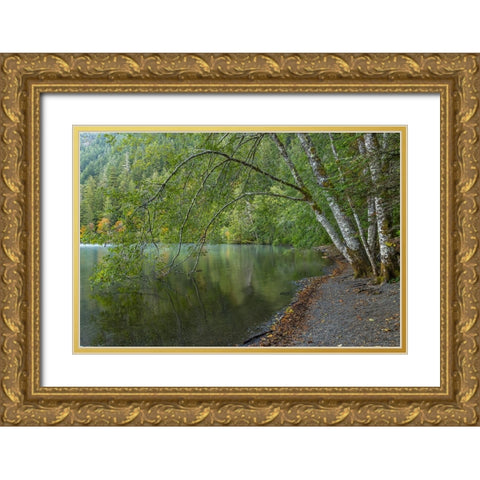 USA-Washington State-Olympic National Park Alder trees overhanging Lake Crescent shore Gold Ornate Wood Framed Art Print with Double Matting by Jaynes Gallery