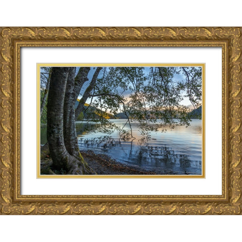 USA-Washington State-Olympic National Park Alder trees overhanging Lake Crescent shore Gold Ornate Wood Framed Art Print with Double Matting by Jaynes Gallery