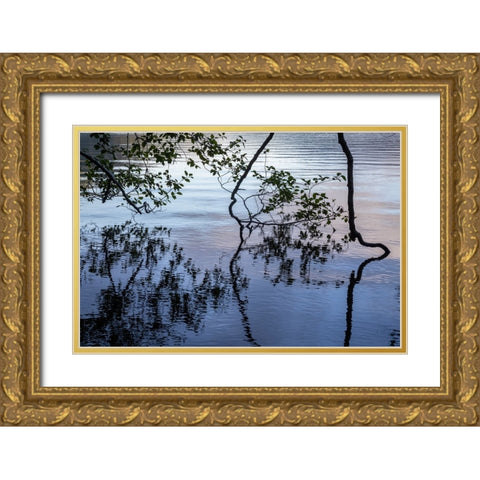 USA-Washington State-Olympic National Park Alder tree overhanging Lake Crescent shore Gold Ornate Wood Framed Art Print with Double Matting by Jaynes Gallery