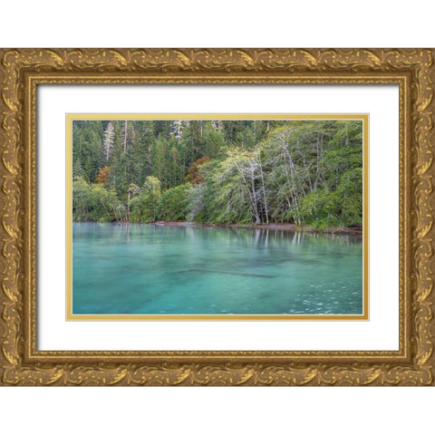 USA-Washington State-Olympic National Park Alder trees overhanging Lake Crescent shore Gold Ornate Wood Framed Art Print with Double Matting by Jaynes Gallery