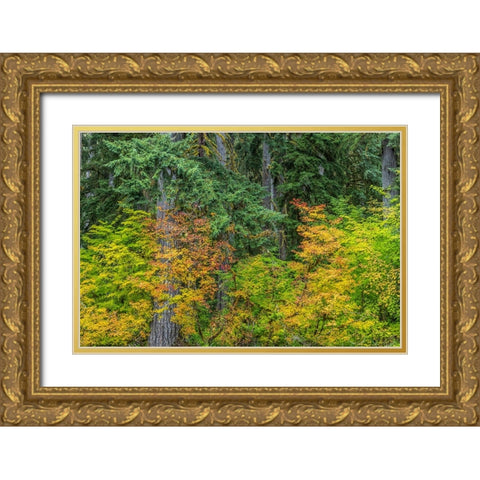 USA-Washington State-Olympic National Park Vine maple trees in old growth forest in autumn Gold Ornate Wood Framed Art Print with Double Matting by Jaynes Gallery