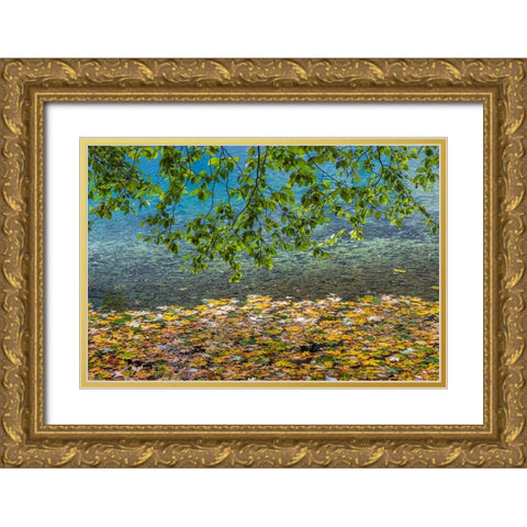 USA-Washington State-Olympic National Park Alder tree branches Gold Ornate Wood Framed Art Print with Double Matting by Jaynes Gallery